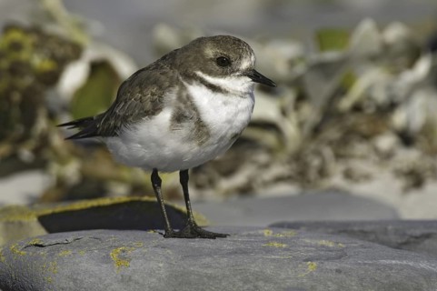 Two-banded Plover (Charadrius falklandicus), Falkland Islands