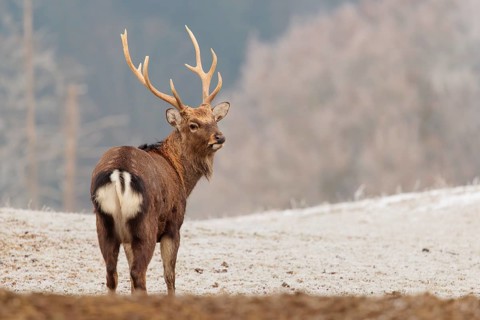 A Japanese sika deer stag (Cervus nippon nippon) stands on a meadow covered with hoarfrost in hilly
