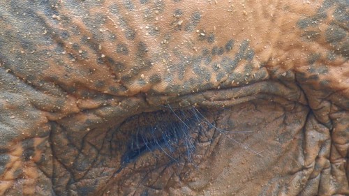 Close-up of the wrinkled skin of an Asian elephant (elephas maximus) with textured detail,