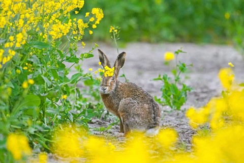 European brown hare (Lepus europaeus) foraging in yellow rape field, rapefield flowering in spring