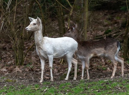 Dama dama, fallow deer, albinism, albino, fallow deer, mammals, mammals