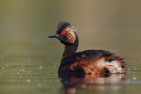 Black-necked Grebe (Podiceps nigricollis), Bavaria, Germany