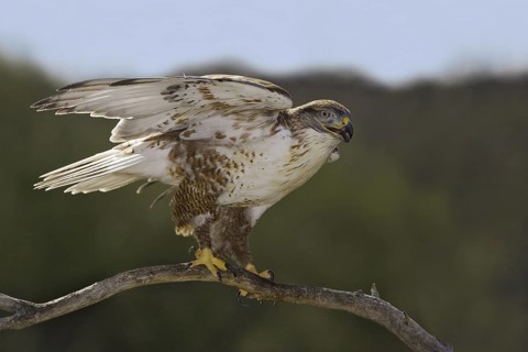 Ferruginous Hawk (Buteo regalis), Arizona, USA
