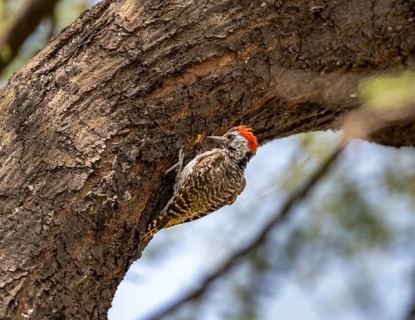 Golden-tailed woodpecker (Campethera abingoni) on a tree trunk, Etosha National Park, Namibia