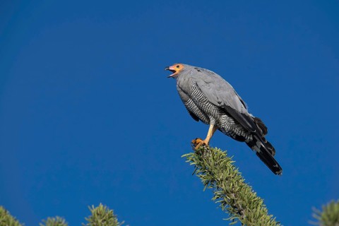 Madagascar Cave Harrier Hawk (Paliborides radiatus) in the thorn forests of Ifaty in south-west
