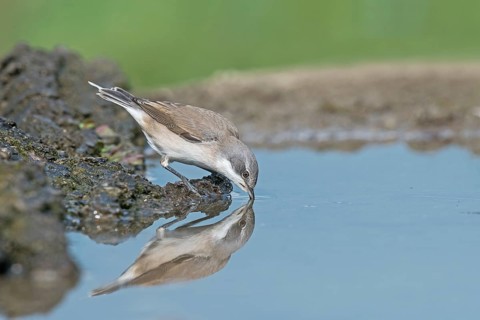 Lesser Whitethroat (Sylvia curruca) drinking at waterhole, Aosta Valley, Italy