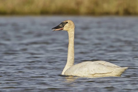 Trumpeter Swan (Cygnus buccinator), Manitoba, Canada