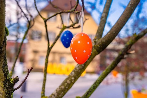 Colourful Easter eggs in a tree with blurred building in the background, Nagold, Calw district,
