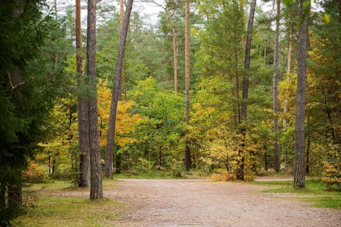 Colored trees in a European spruce (Picea abies) and Scots pine (Pinus sylvestris) forest in