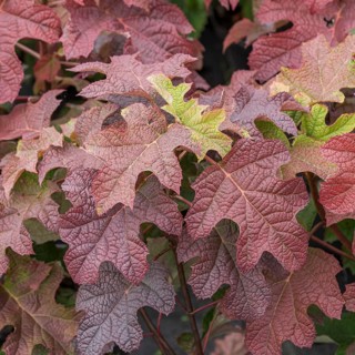 Oakleaf hydrangea (Hydrangea quercifolia 'Ruby Slippers'), BS Sämann, Germany