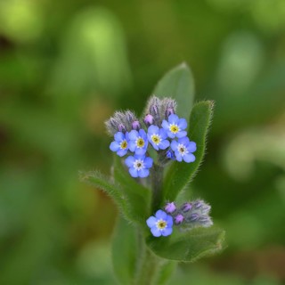 Field forget-me-not, field forget-me-not (Myosotis arvensis), tiny flowers, on a wild field,