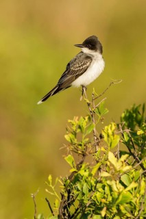 Eastern Kingbird (Tyrannus tyrannus), Texas, USA