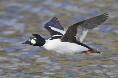 Common Goldeneye (Bucephala clangula) male flying, British Columbia, Canada