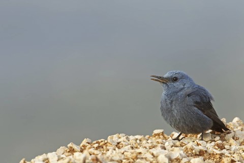 Blue Rock Thrush (Monticola solitarius) male, Turkey