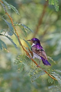 Eastern Violet-backed Sunbird (Anthreptes orientalis) male, Lake Baringo, Kenya