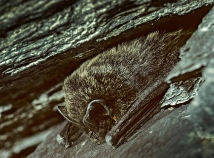 Barbastella Barbastellus, Barbastelle Bat, Pug Bat, Chiroptera, FFH, Bats, Leo, Mammals,