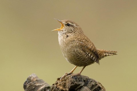 Eurasian Wren (Troglodytes troglodytes) singing, Rhineland-Palatinate, Germany