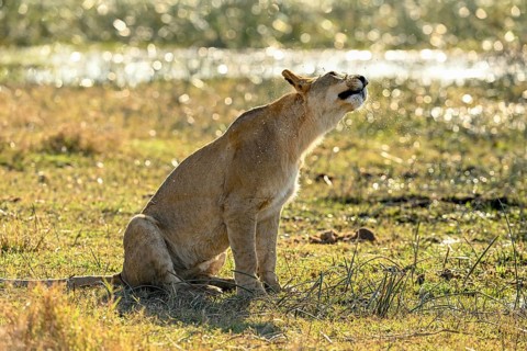 A lioness (Panthera leo) shakes herself near Atzaró Camp, Okavango Delta, North-West District,