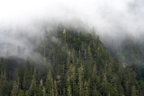 Dense forest on mountain slopes, mystical fog sweeping through the forest, Kenai Fjords National