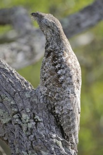 Great Potoo (Nyctibius grandis), Pantanal, Brazil