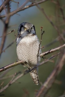 Northern Hawk-Owl (Surnia ulula), Saxony, Germany