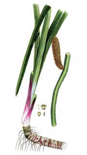 Acorus calamus, digital reproduction of a historical model, between 1790 and 1810
