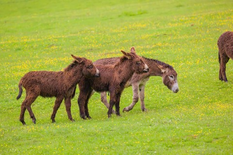 Two mixed breed donkey foals walk side by side to a bad tempered adult female donkey in a paddock