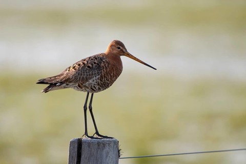 Black-tailed godwit (Limosa limosa), Ochsenmoor, Dümmer, Lemförde, Lower Saxony, Germany