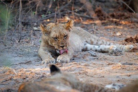 Cub, lion (Panthera leo) lying, Savuti, Chobe National Park, Botswana