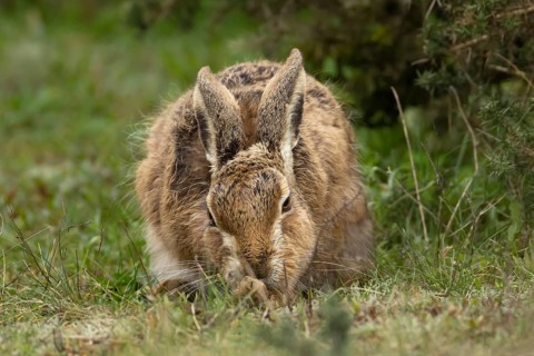European brown hare (Lepus europaeus) adult animal feeding in grassland, England, United Kingdom