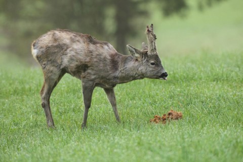 European roe deer (Capreolus capreolus) buck with shaggy winter coat and long, barely covered