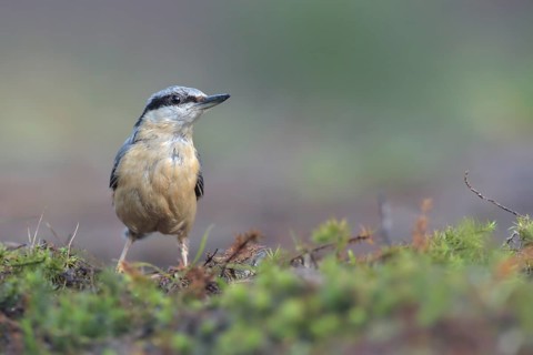 Eurasian Nuthatch (Sitta europaea), Netherlands