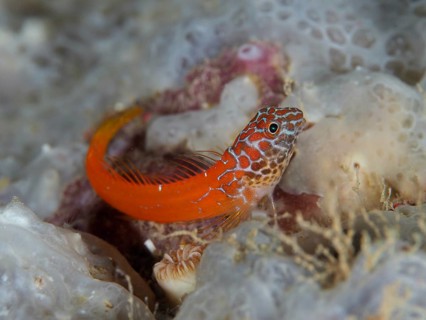 Small red fish with pattern, blackhead blenny (Microlipophrys nigriceps), on a sea sponge, dive