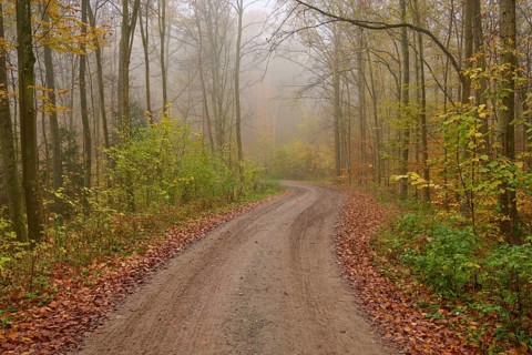 Forest path, deciduous forest, colourful, fog, autumn, Helmstadt, Würzburg, Franconia, Bavaria,