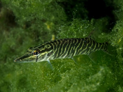 Striped pike (Esox lucius) moving calmly in front of green algae, dive site Zollbrücke, Rheinau,