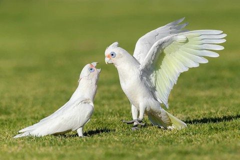 Little Corella (Cacatua sanguinea), Perth, Australia