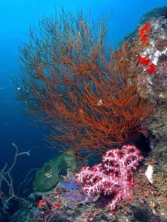Black coral (Antipathes dichotoma) on a diverse underwater reef, dive site Pidada, Penyapangan,