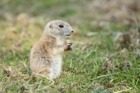 Black-tailed prairie dog (Cynomys ludovicianus), juvenile, captive, occurrence in North America