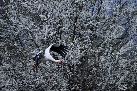 A white stork (Ciconia ciconia) flies in front of a background of flowering white shrubs, Dümmer
