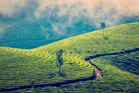 Vintage retro effect filtered hipster style image of Kerala India travel background, green tea
