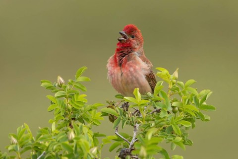 Common Rosefinch (Carpodacus erythrinus) male singing, Armenia