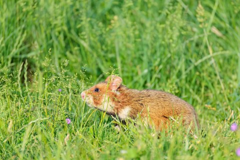 A European hamster (Cricetus cricetus) collects herbs, grass and blossoms in a green meadow.