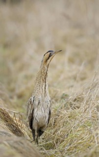 Rohrdommel (Botaurus stellaris), Bittern, Altvogel im Winter, Februar, Muenster,