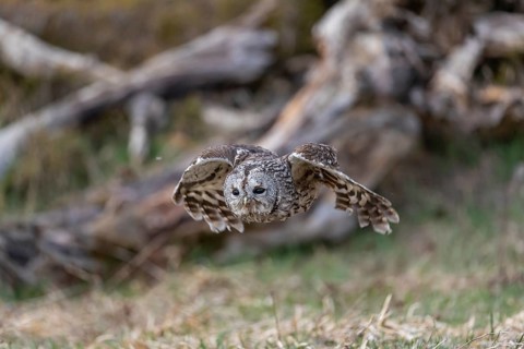 One tawny owl or brown owl (Strix aluco) starting off of a branch for a hunt
