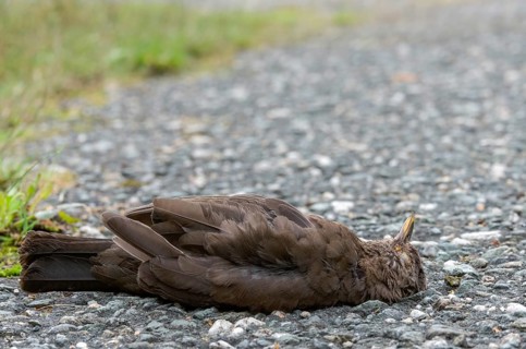 Blackbird, dead find, turdus merula, birds, female, passeri, songbirds, songbirds, road death,