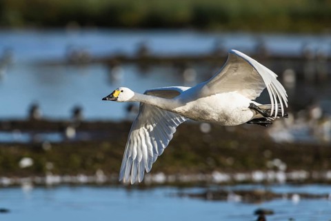 Tundra Swan, Bewick's Swan, Cygnus columbianus in flight at winter in Slimbridge, England, United