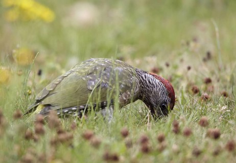 European Green Woodpecker (Picus viridis) juvenile female foraging, Mecklenburg-Western, Pomerania,