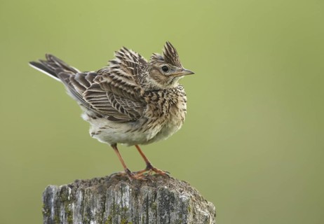 Eurasian Skylark (Alauda arvensis), Schleswig-Holstein, Germany