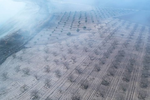 Drone view of orchard fields near a lagoon in Toledo, Spain, showcasing rows of barren trees and