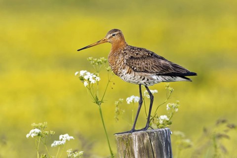 Black-tailed Godwit (Limosa limosa), Texel, Netherlands